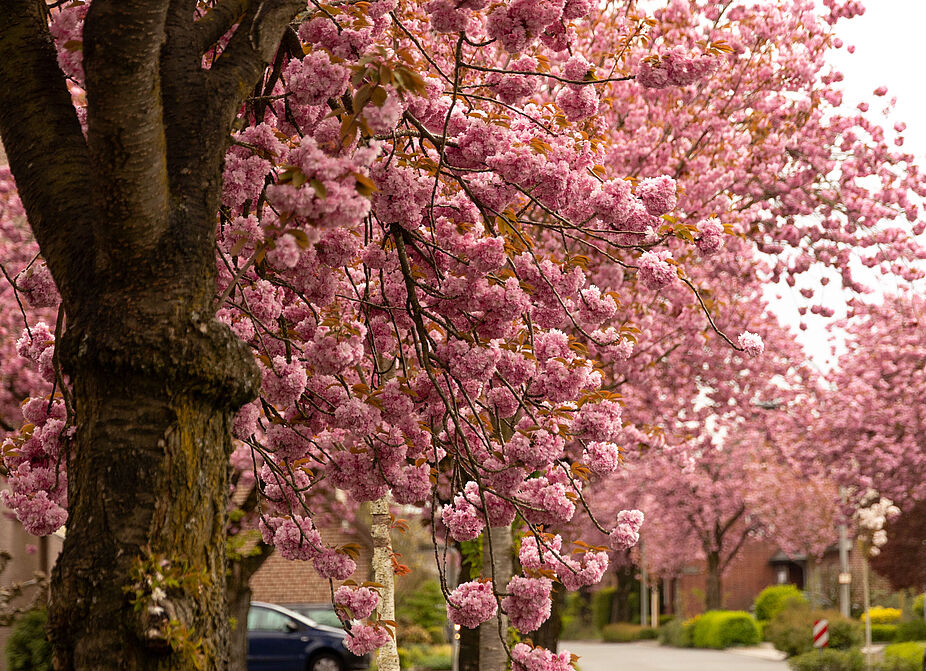 Hanami in Raesfeld_9 Hanami in Raesfeld